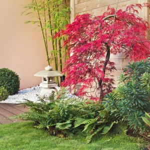 Specimen or Focal Points plants get a quote