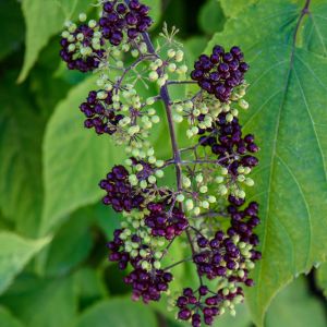 Aralia cachemirica – get a quote