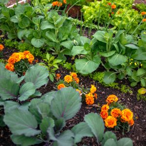 Growing an Edible Garden get a quote