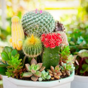 Introduction to Cacti and other succulents get a quote