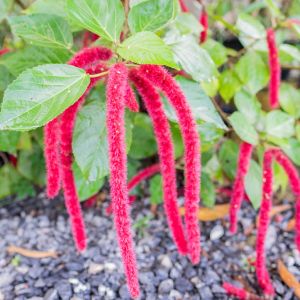Acalypha hispida – Chenille Plant – get a quote