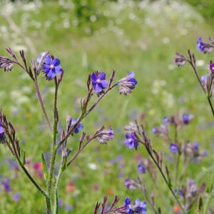 Anchusa azurea ‘Loddon Royalist’ – Anchusa italica – Italian Alkanet – Blue bugloss – Alkanet – Summer Forget-me-not get a quote
