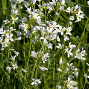 Cardamine pratensis – Cuckoo Flower – Lady’s Smock – Bittercress – get a quote