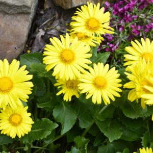 Doronicum columnae – Doronicum cordatum – Leopard’s Bane – get a quote