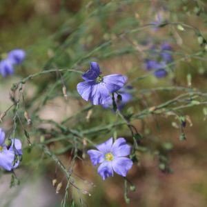 Linum perenne ‘Blau Saphir’ – Linum perenne ‘Blue Sapphire’ – Linum sibiricum – Perennial Flax – Flax – get a quote