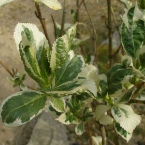 Hydrangea macrophylla ‘Variegata’ – Bigleaf Hydrangea – Garden Hydrangea – Florist’s Hydrangea – get a quote