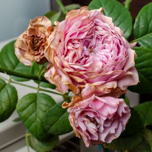 Buy Rose Ailments/Insects Plants