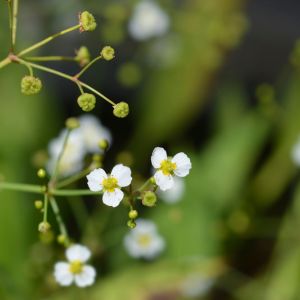 Alisma gramineum – Water Plantains get a quote