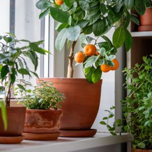 6 Benefits for Gardening with Potted Plants get a quote