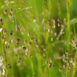 Briza media – Common Quacking Grass – Trembling Grass – Quaking Grass – get a quote