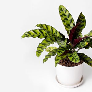 Calathea lancifolia – Calathea insignis – Rattlesnake Plant- get a quote