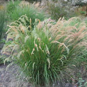 Stipa calamagrostis – Stipa lasiogrostis – Achnatherum – Feather Grass – Needle grass – Spear Grass – get a quote