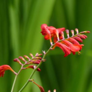 Crocosmia ‘Emberglow’ – Antholyza – Curtonus – Montbretia – get a quote