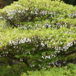 Enkianthus perulatus – White Enkianthus – get a quote