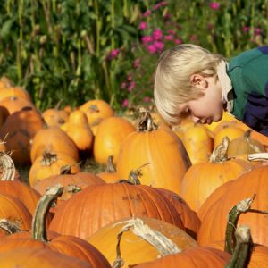 Tips for Picking the Perfect Pumpkin get a quote