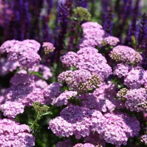 Achillea ‘Apfelblute’ – Achillea ‘Appleblossom’ – Achillea millefolium ‘Apfelblute’ ‘ get a quote
