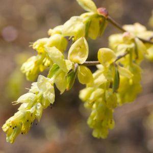 Corylopsis sinensis – Corylopsis willmottiae – Chinese Winter Hazel – Winter Hazel – get a quote