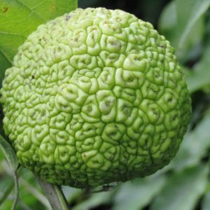 Maclura pomifera ‘Pulverulenta’ – Maclura aurantiaca ‘Pulverulenta’ – Osage orange – Cudrania – get a quote