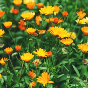 Calendula officinalis ‘Orange King’ – English Marigold – Pot Marigold – Marigold – get a quote