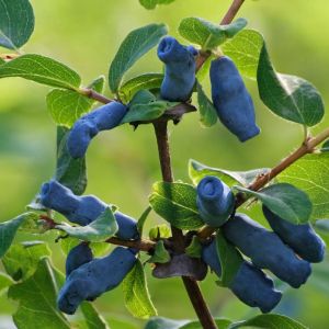 Lonicera caerulea var. edulis – Honeysuckle – Woodbine – get a quote