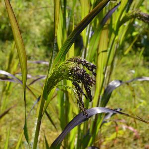 Panicum miliaceum ‘Violaceum’ – Panicum violaceum – Millet – Panic Grass – Crab Grass – get a quote