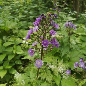 Cicerbita alpina – Lactuca alpina – Mulgedium alpinum – Mountain Sow Thistle – get a quote