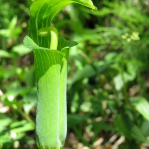 Arisaema robustum – Jack in the Pulpit get a quote