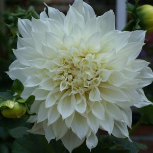 Dahlia fleurel get a quote