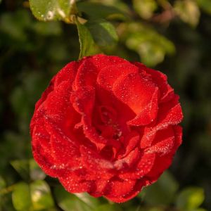 Rosa ‘Dublin Bay’ – Rose ‘Dublin Bay’ get a quote