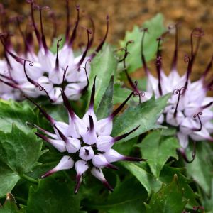 Physoplexis comosa – Phyteuma comosum – get a quote