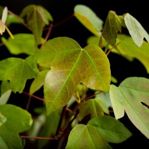 Acer buergerianum ‘ Trident Maple ‘ Three-toothed Maple – Maple get a quote