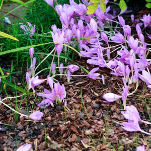 Colchicum ‘Lilac Wonder’ – Autumn Crocus – Meadow Saffron – get a quote