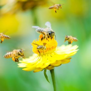 Inviting Pollinators into the garden get a quote
