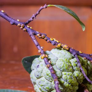 Buy Stem and Twig Damagers Plants