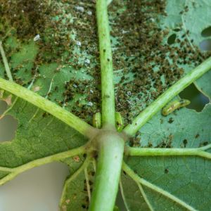 Thrips get a quote