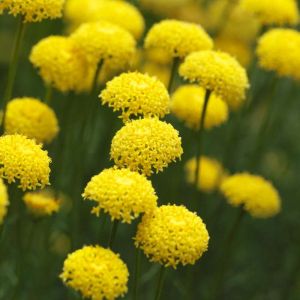 Santolina rosmarinifolia – Santolina virens – Santolina viridis – Holy Flax – Green Santolina- get a quote