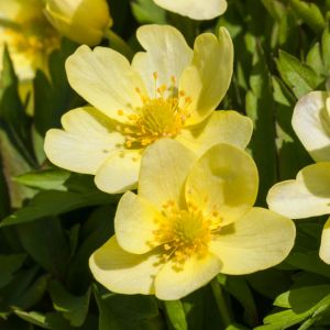 Anemone x lipsiensis – Anemone x intermedia – Anemone x seemannii – Windflower get a quote
