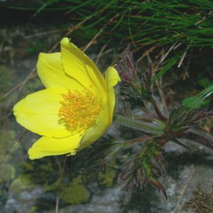 Pulsatilla alpina subsp. apiifolia – Pulsatilla alpina subsp. sulfurea – Alpine pasque Flower – get a quote