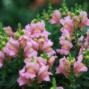 Antirrhinum hispanicum ‘Roseum’ – Antirrhinum glutinosum ‘Roseum’ – Snapdragon get a quote