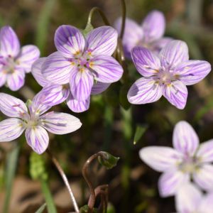 Claytonia virginica – Spring Beauty – get a quote