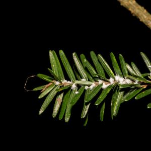 Hemlock Woolly Adelgid – Adelges tsugae get a quote