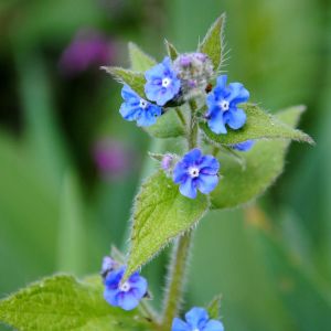 Pentaglottis sempervirens – Anchusa sempervirens – Green Alkanet – get a quote