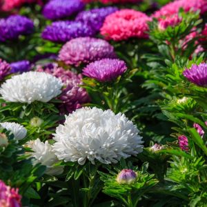 Callistephus Princess Series ‘Giant Princess’ – China Aster Princess Series ‘Giant Princess’- get a quote
