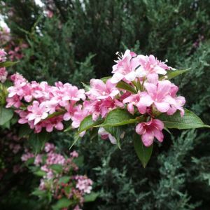Weigela ‘Polka’ get a quote