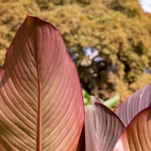 Canna ‘Roi Humbert’ – Canna ‘King Humbert’ – Canna ‘Red King Humbert’ – Indian Shot get a quote