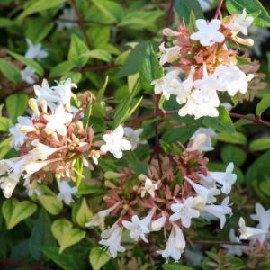 Abelia x chin. ‘Rose Creek’ – Rose Creek Abelia – get a quote
