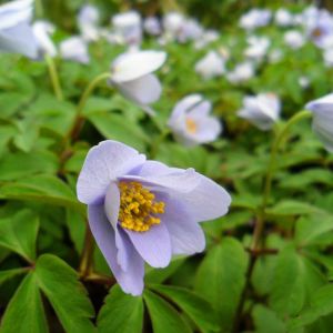 Anemone nemorosa ‘Robinsoniana’ – Wood Anemone – Windflower get a quote