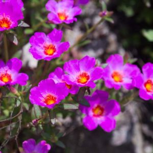 Calandrinia umbellata  – Rock Purslane – get a quote