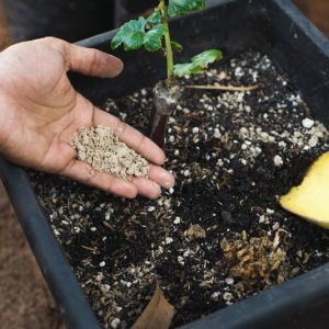 Buy Fruits/Vegetables/Herbs Guides Plants