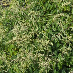 Berchemia racemosa get a quote